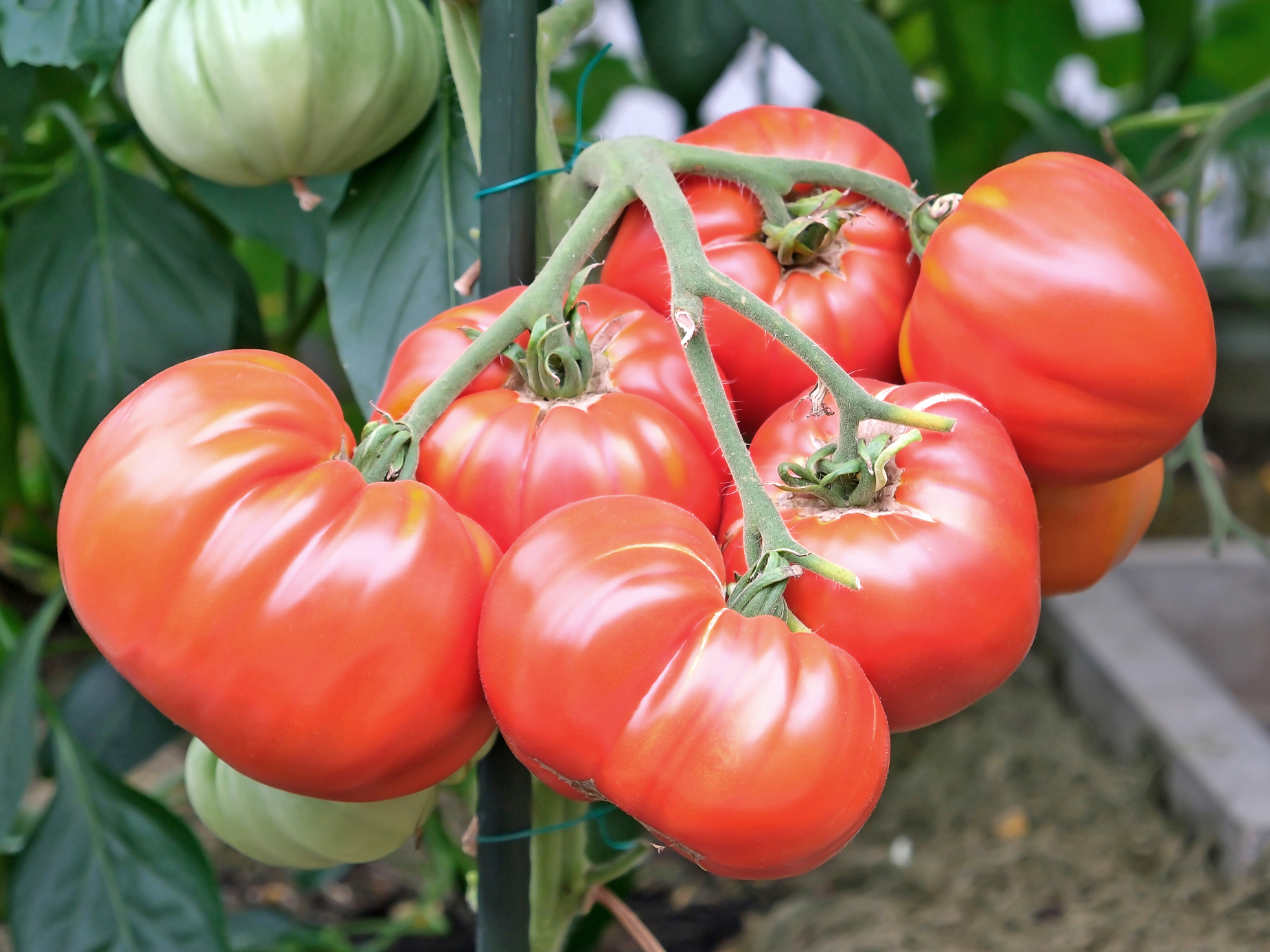 Bio Tomatenpflanze ‚Cœur de Bœuf‘, Ochsenherz