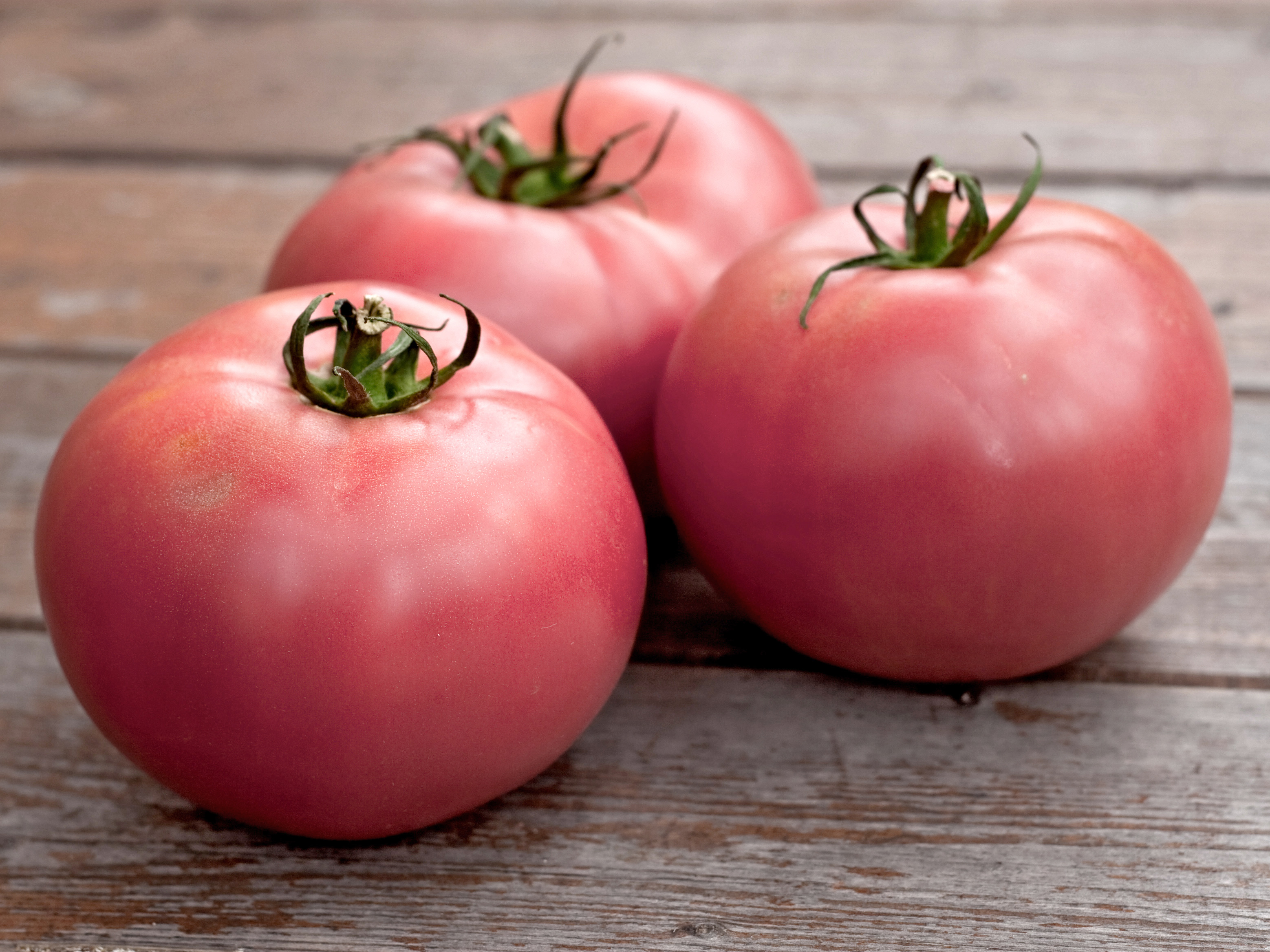 Bio Tomatenpflanze ‚FujiPink‘, Fleischtomate 