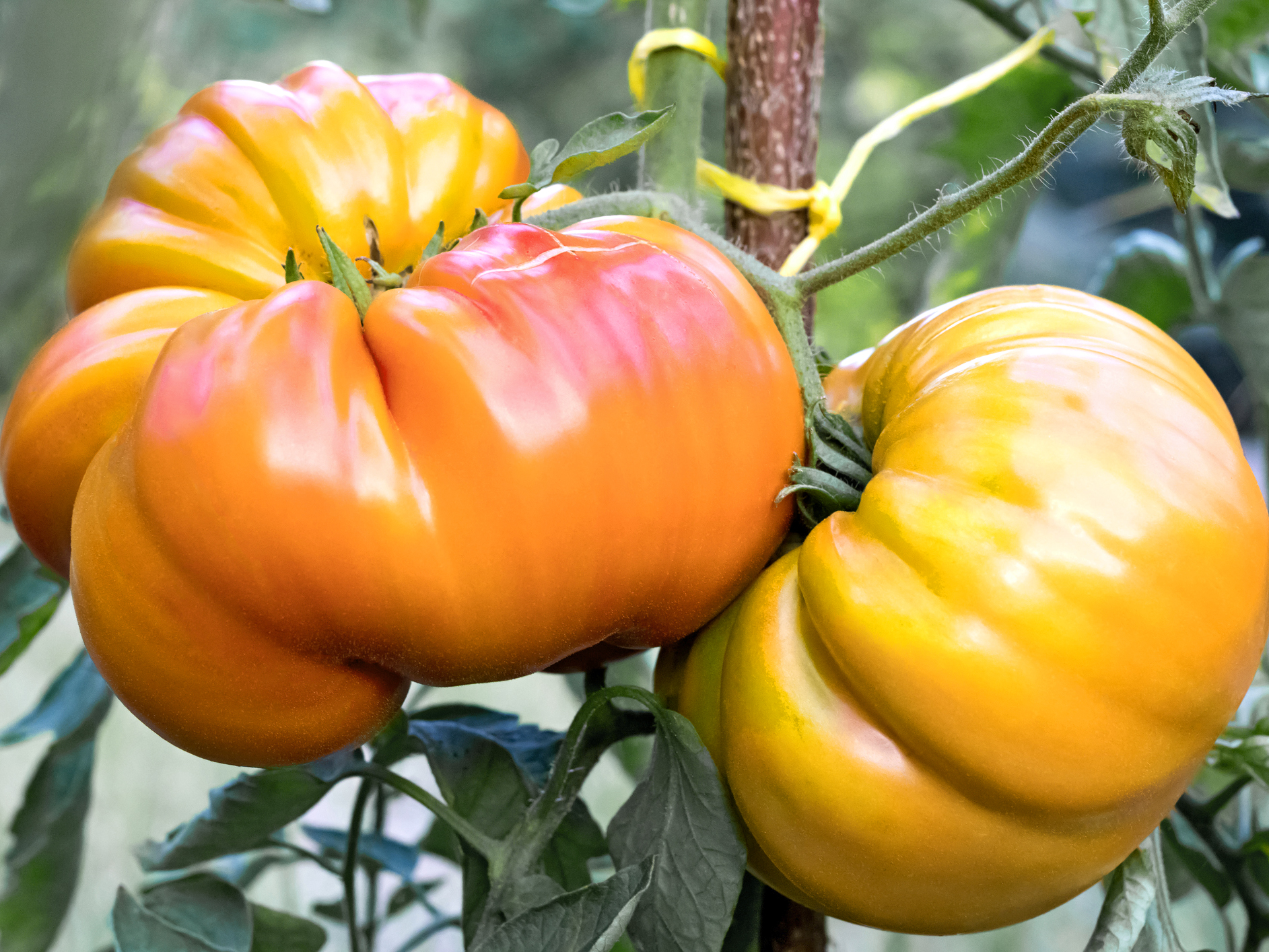 Bio Tomatenpflanze ‚Ananas‘, Fleischtomate 