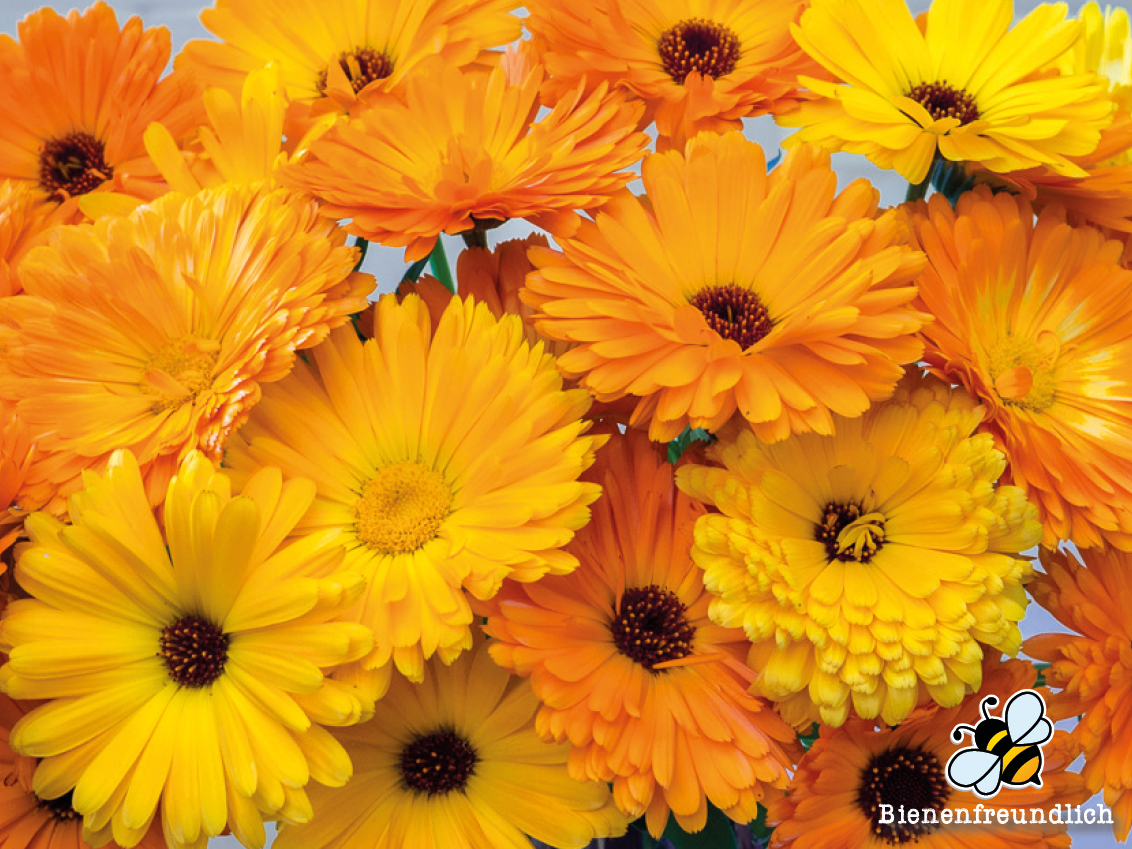 Bio Ringelblume ,Calendula‘ Jungpflanze im 3-cm-Erdballen