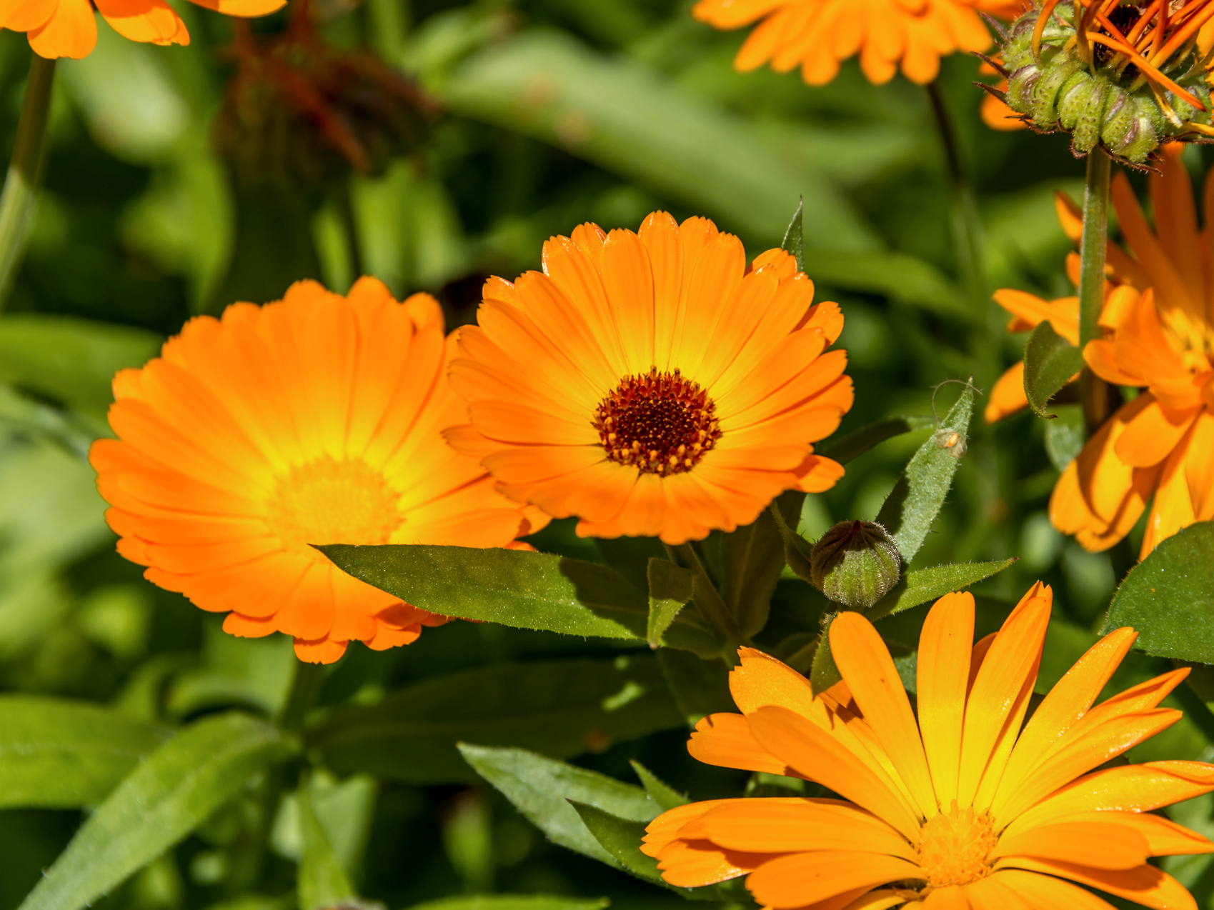 Bio Ringelblume ,Calendula‘ Jungpflanze im 3-cm-Erdballen