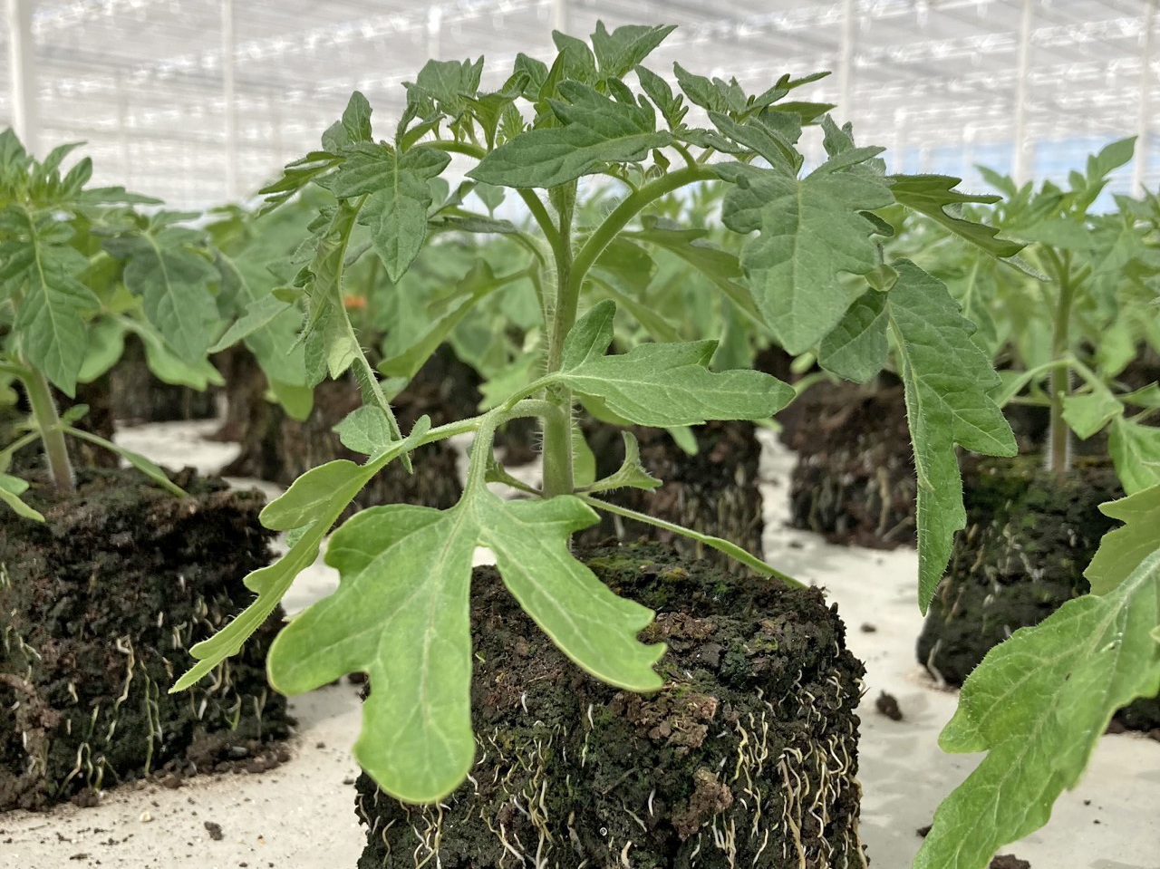 Bio Tomatenpflanze ‚FujiPink‘, Fleischtomate 