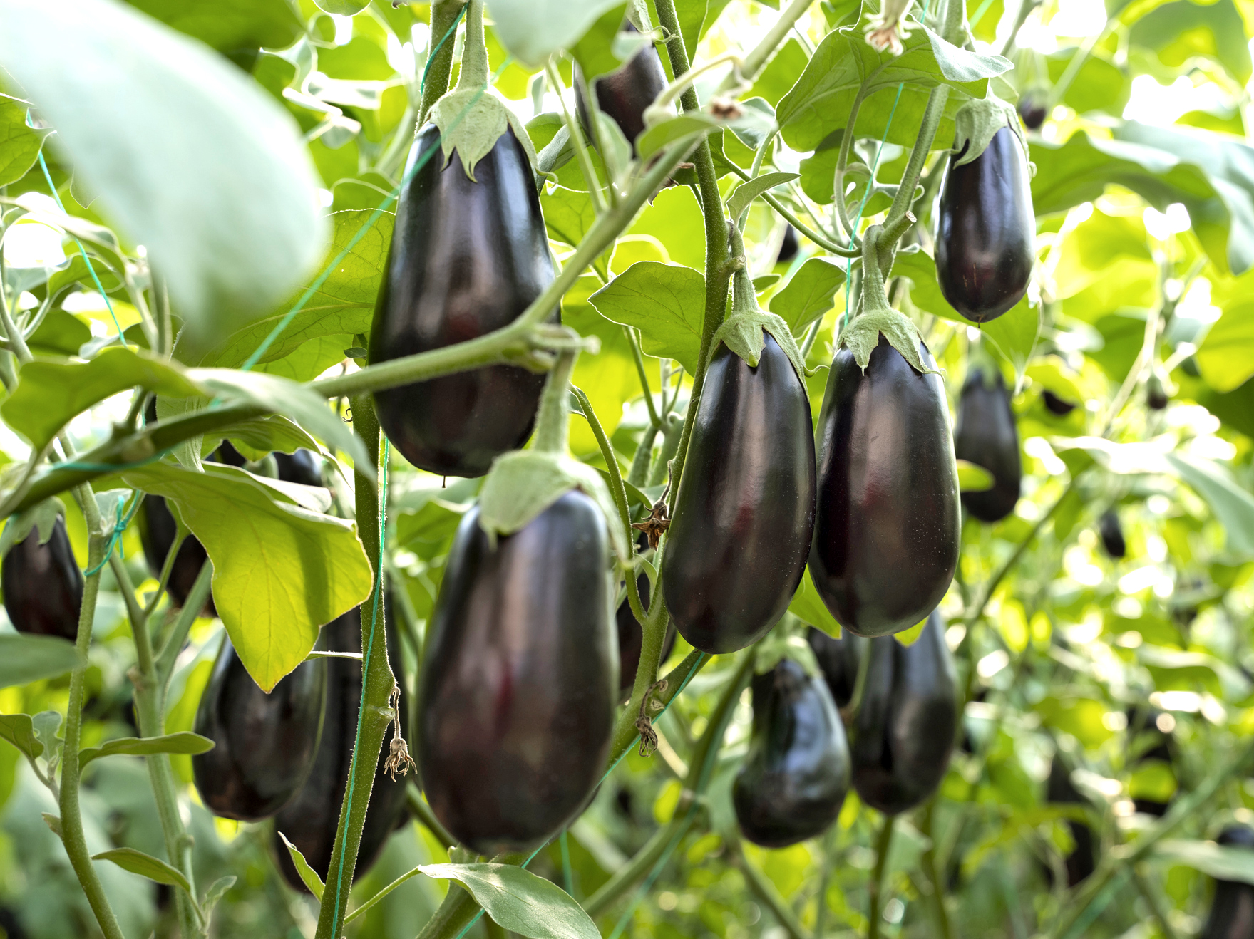 Bio Aubergine ‚Bartok‘, Auberginenpflanze 